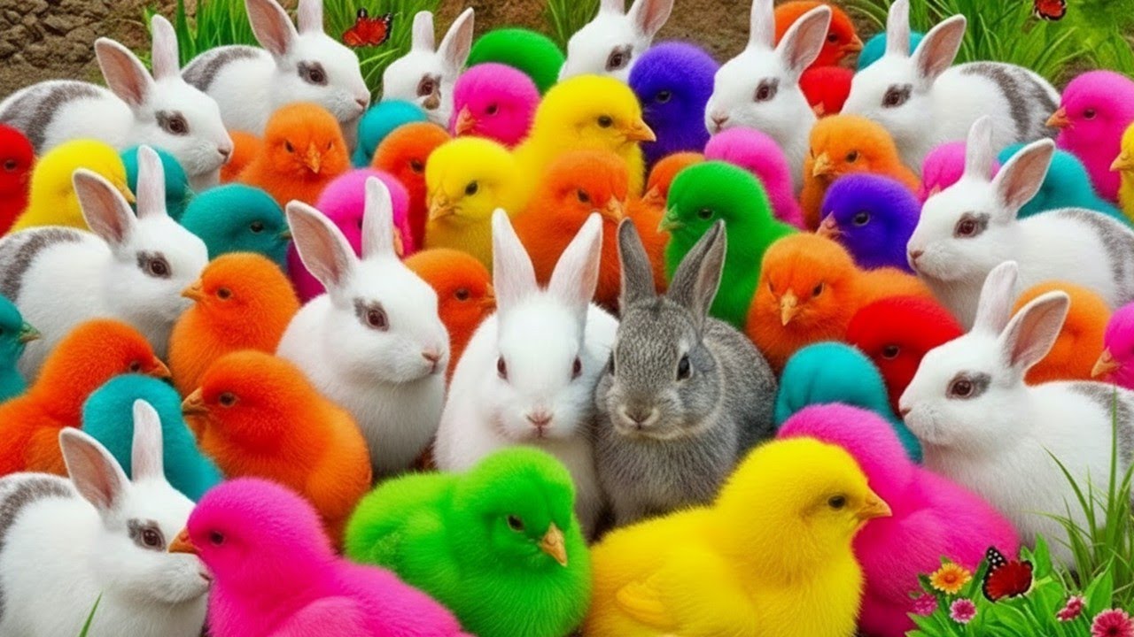 Ayam Rainbow Gokil Terbaru 😆 Tangkap Hewan Lucu