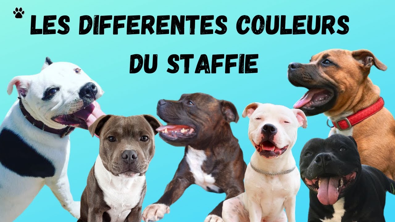 LES DIFFÉRENTES COULEURS DU STAFFIE // STAFFORDSHIRE BULL TERRIER : Laquelle choisir ?