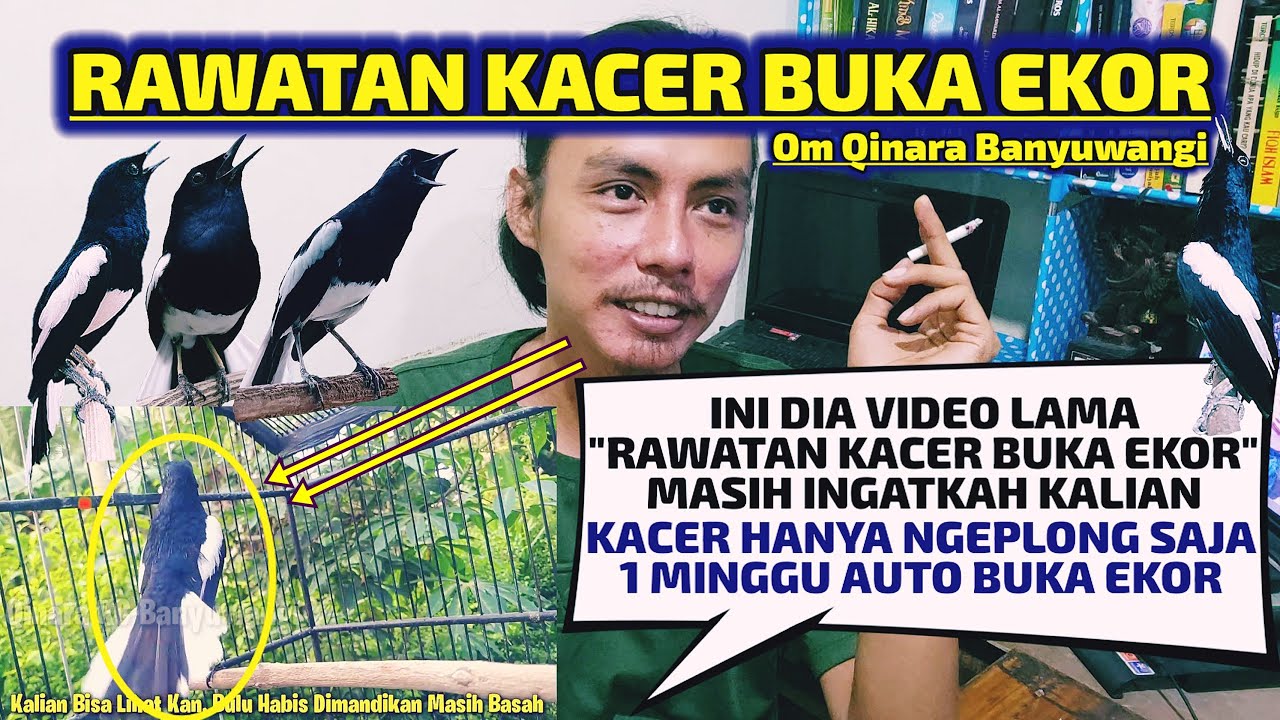 TIPS DAN CARA AGAR KACER BUKA EKOR, SIMAK SEBELUM MULAI PERAWATAN