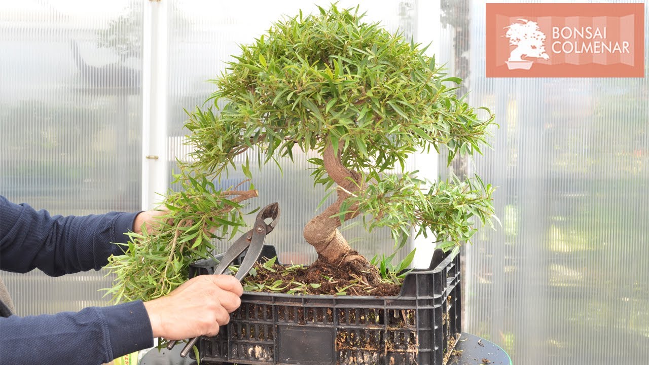 Ficus Nerifolia - Bonsai Colmenar