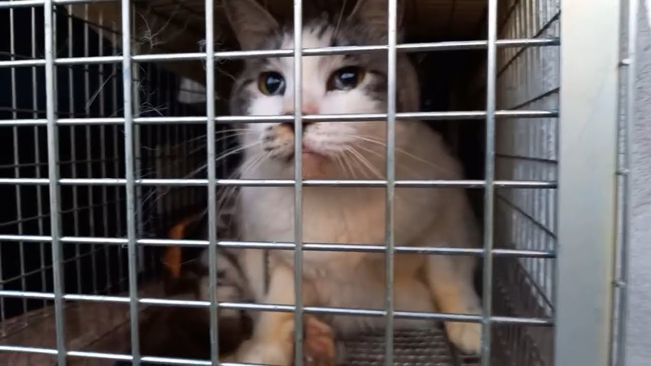 殺処分から逃げた猫を保護しました