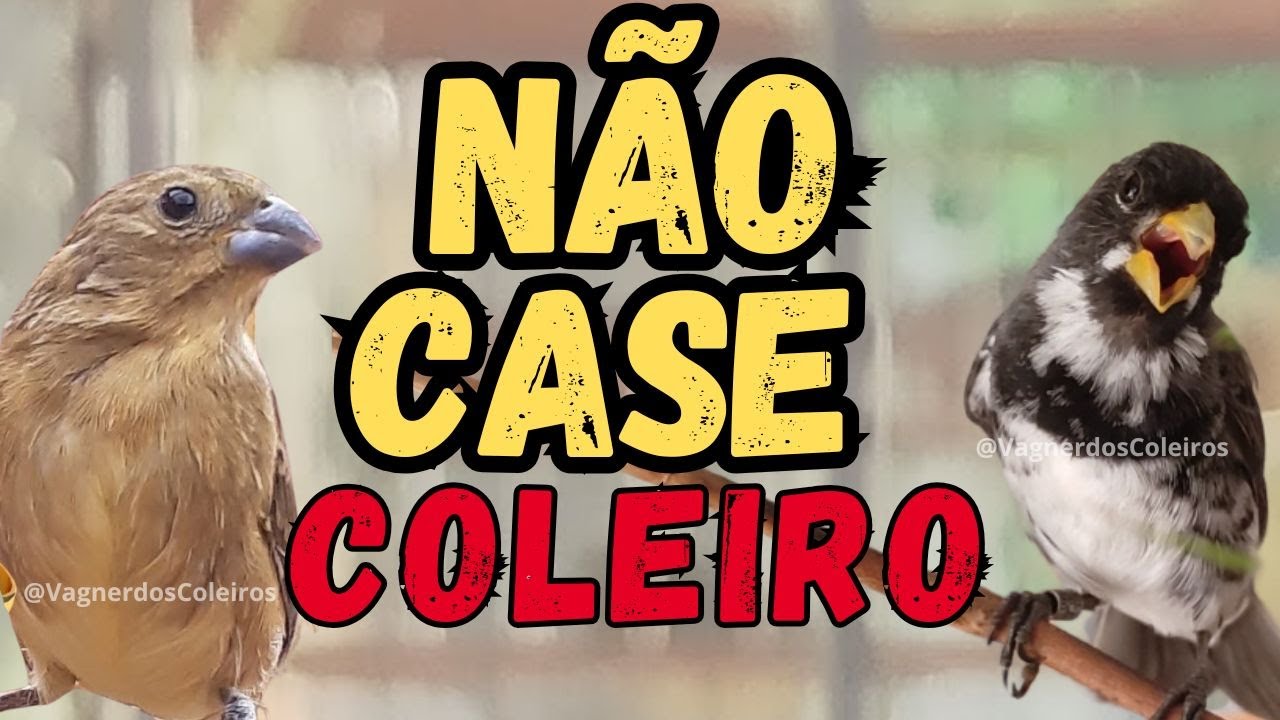 POR ISSO EU NÃO CASO COLEIRO PAPACAPIM AGORA SÓ FAÇO ASSIM