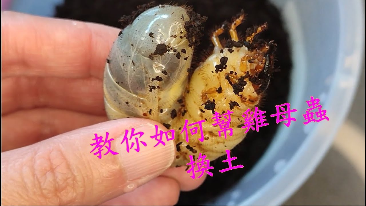 如何幫獨角仙寶寶 (雞母蟲) 換土；Changing beetle's larvae substrate by yourself