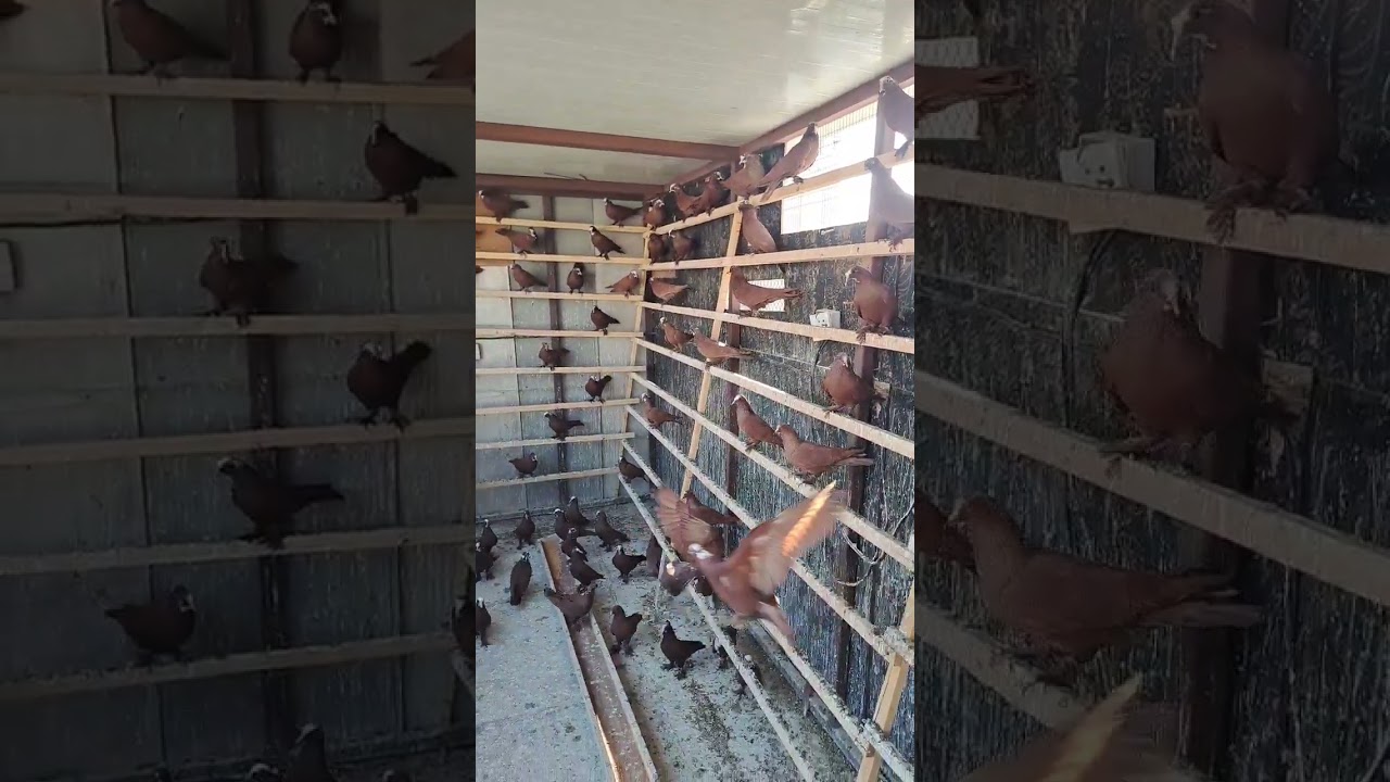 فوز كابتن الكرادة علي الربيعي على كابتن حي العدل ايهاب البهادلي مع التوثيق مشاهدة ممتعه