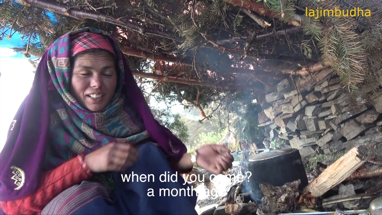 no money to back home || yarsagumba || nepal || dolpa || lajimbudha ||
