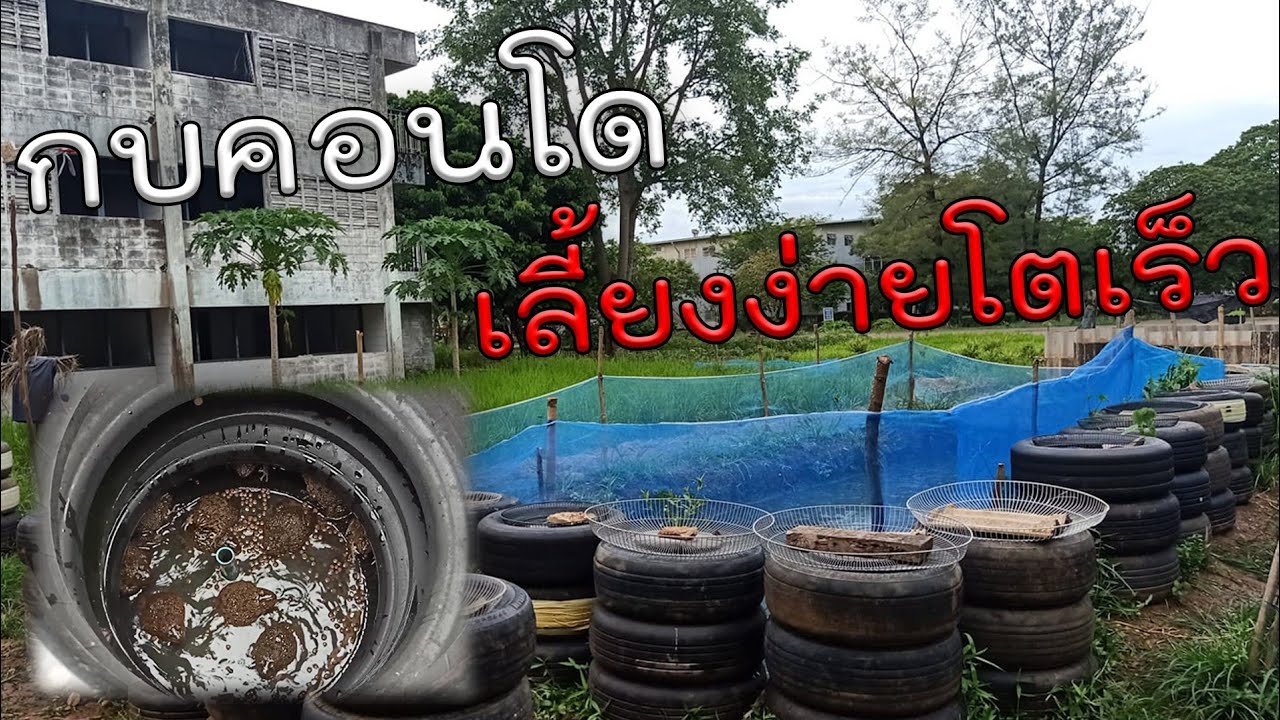 เลี้ยงกบคอนโด เลี้ยงง่ายโตเร็ว