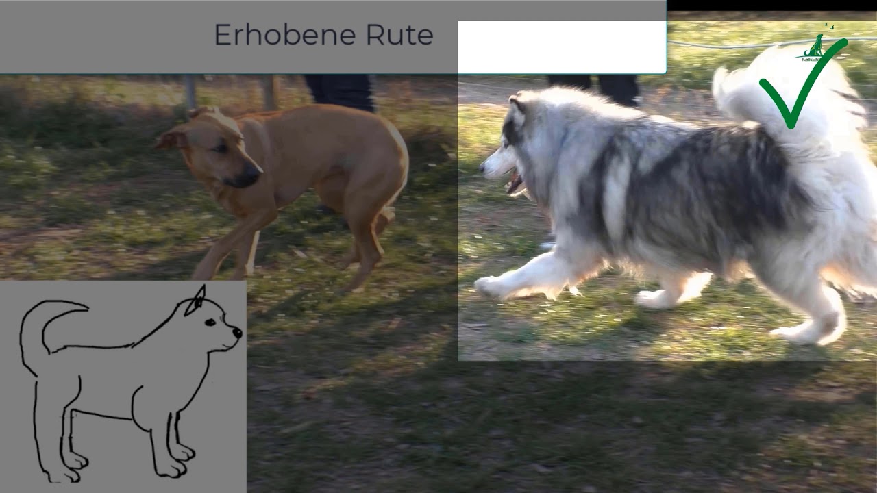Körpersprache der Hunde Staffel 3 TEIL 2