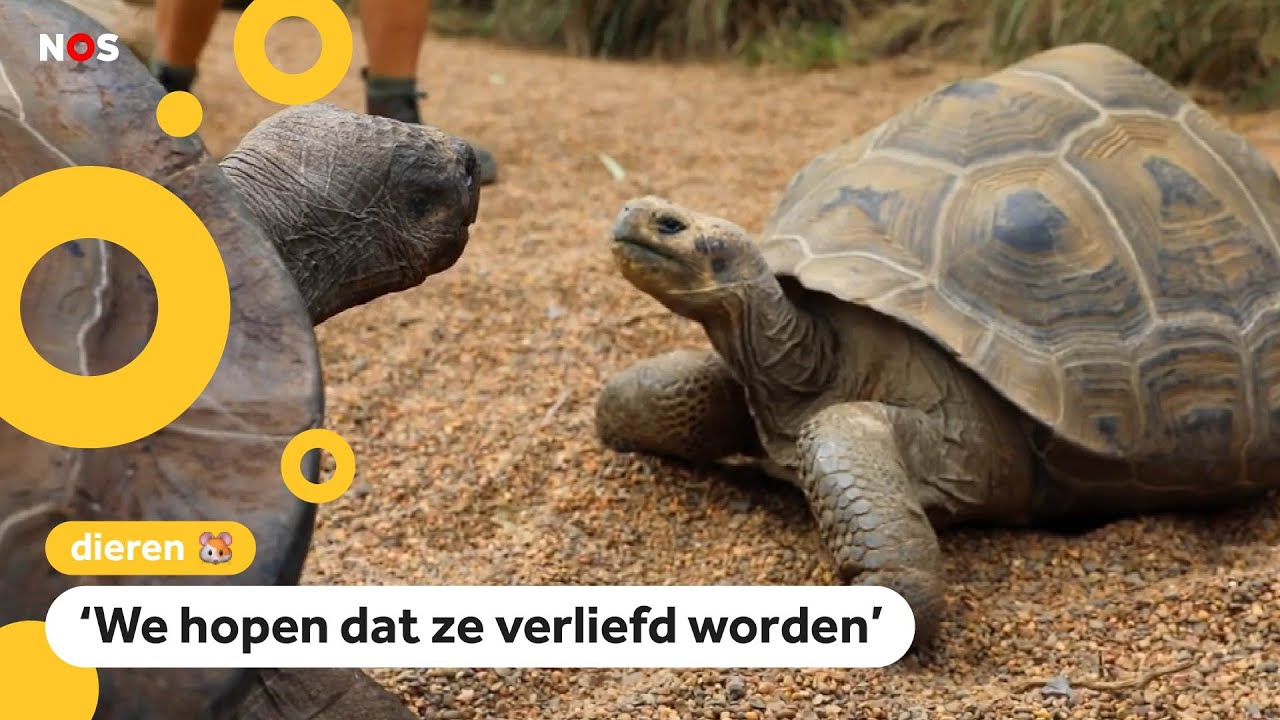Schildpadden gaan na twee jaar eindelijk op date