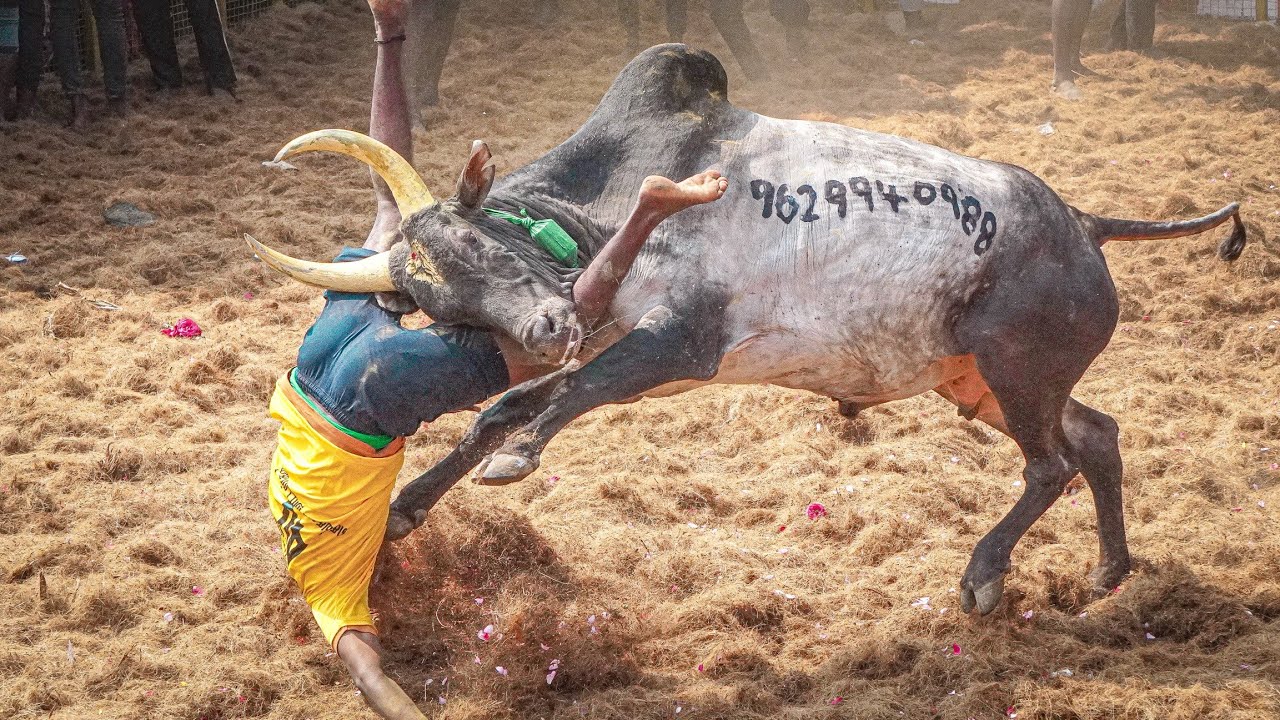Kovilur Jallikattu 2026 Videos 04 | கோவிலூர் ஜல்லிக்கட்டு 2026 Videos 04