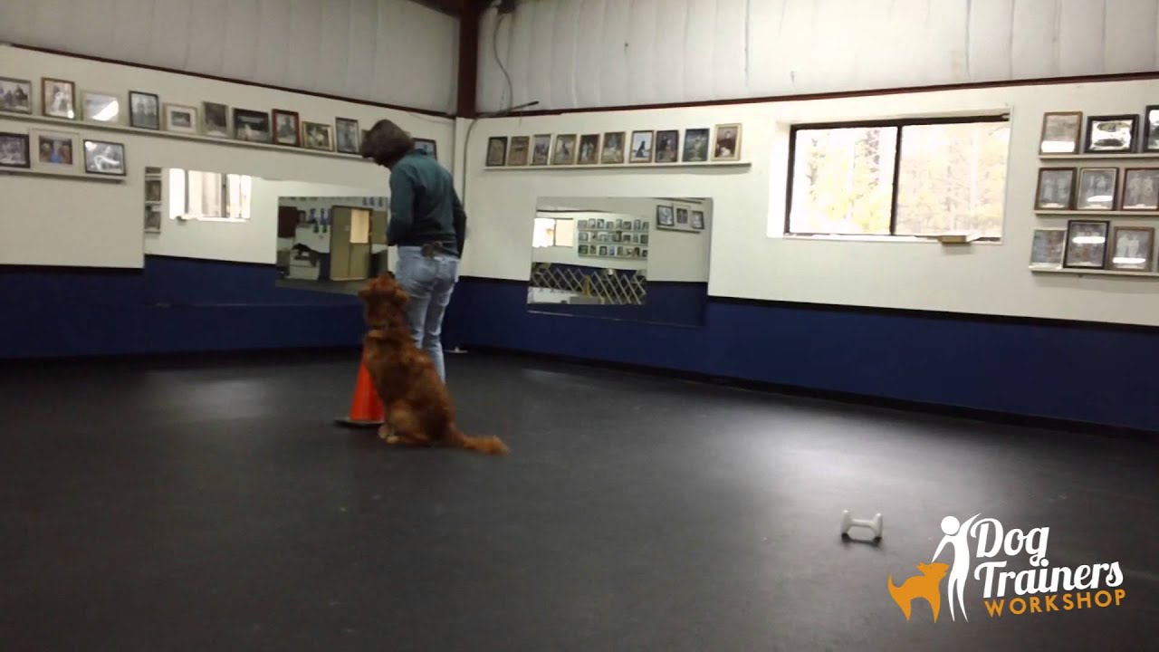Teaching a Dog Trick: Circle a Cone
