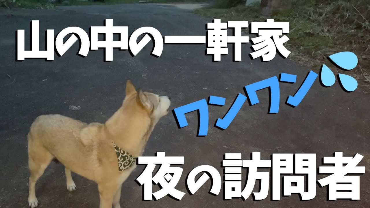 【山の中の一軒家暮らし🏡】土間で作る絶品おでん&突然の夜の訪問者にビビる飼い主😱とソワソワが止まらない愛犬🐕💨