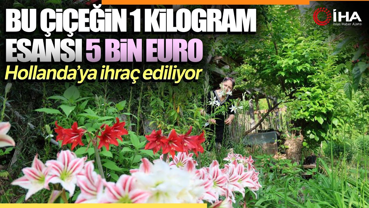 Girişimci Kadın, Kozan ve Feke Yaylarında Akzambak Üretimine Başladı