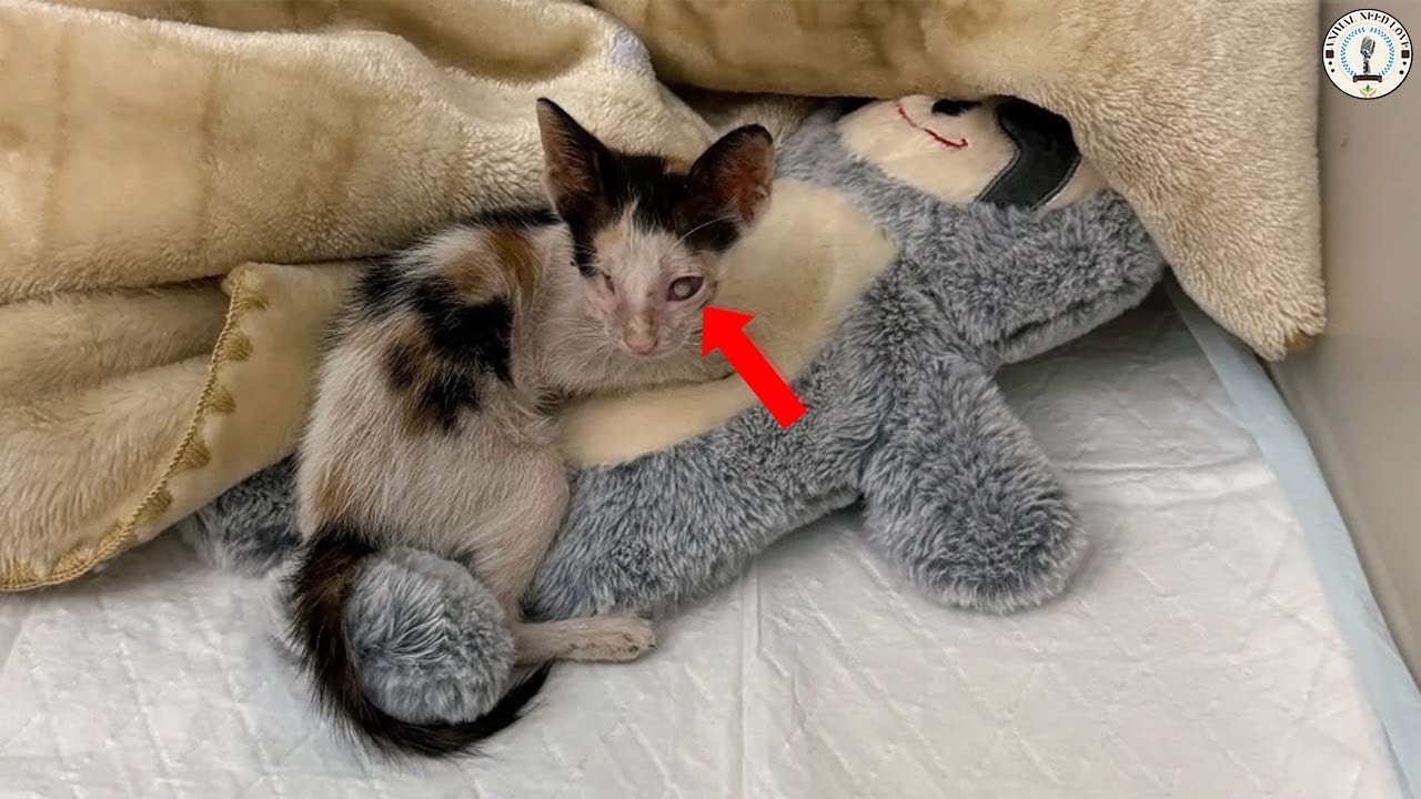 Котенок, которого критиковали за внешность, расплакался, когда его впервые полюбили и приласкали