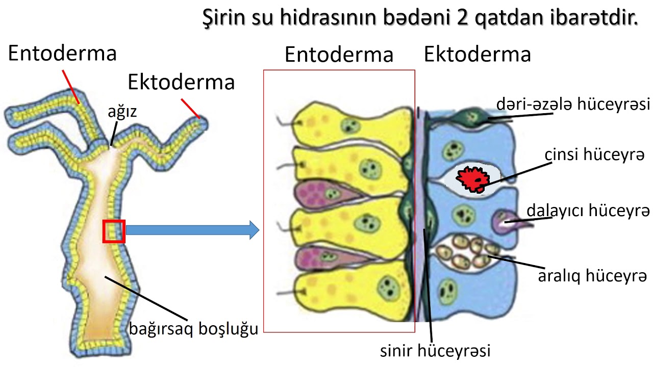 Biologiya 7-ci sinif 27. Çoxhüceyrəlilər yarımaləmi. Bağırsaqboşluqlular tipi.