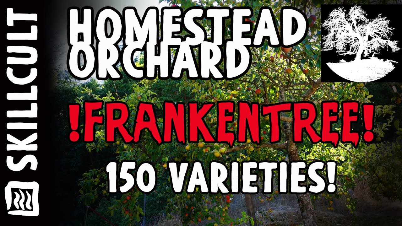 !FRANKENTREE! Over 140 Varieties of Apples on One Tree!