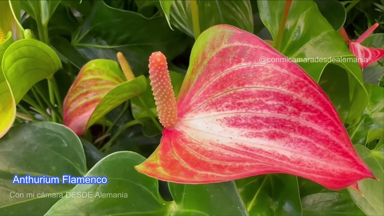 #plantas que florecen desde la #primavera