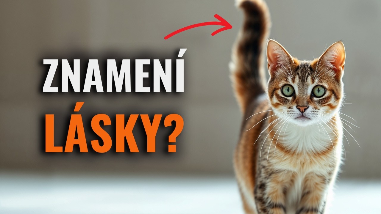 Takto poznáš jestli tě tvoje kočka MILUJE