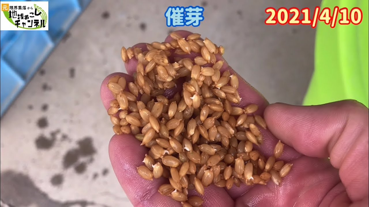 【2021年米作り】種籾の浸種→催芽→芽止め→脱水