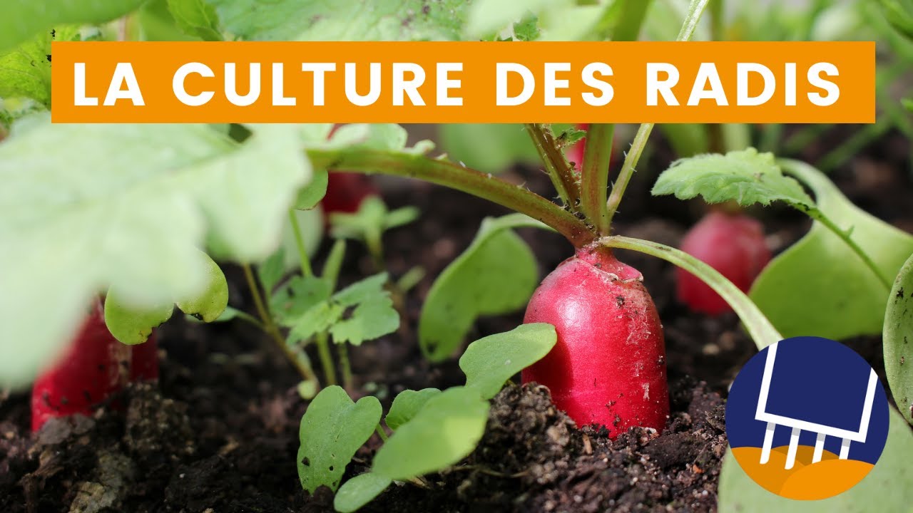 Comment cultiver des radis facilement : &eacute;tapes simples pour une r&eacute;colte abondante