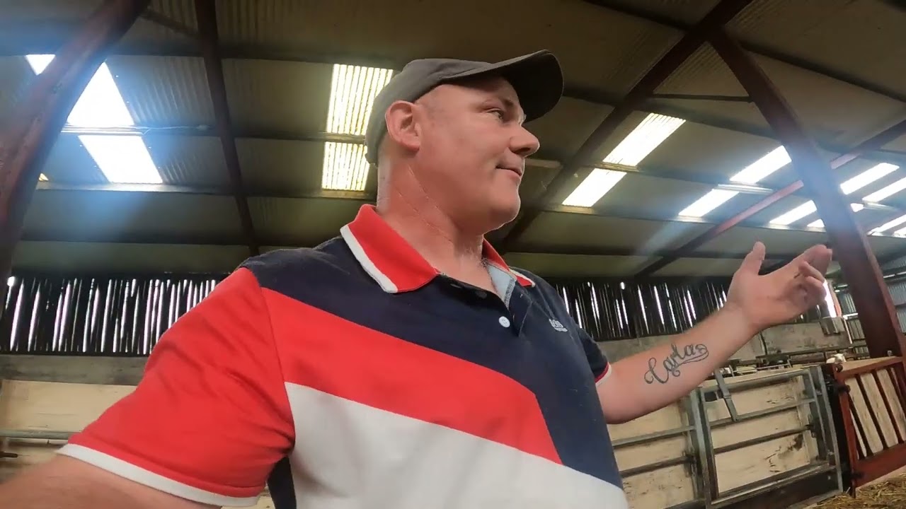 IN SHOCK.. HIGHEST PRICED LAMBS IN TULLOW