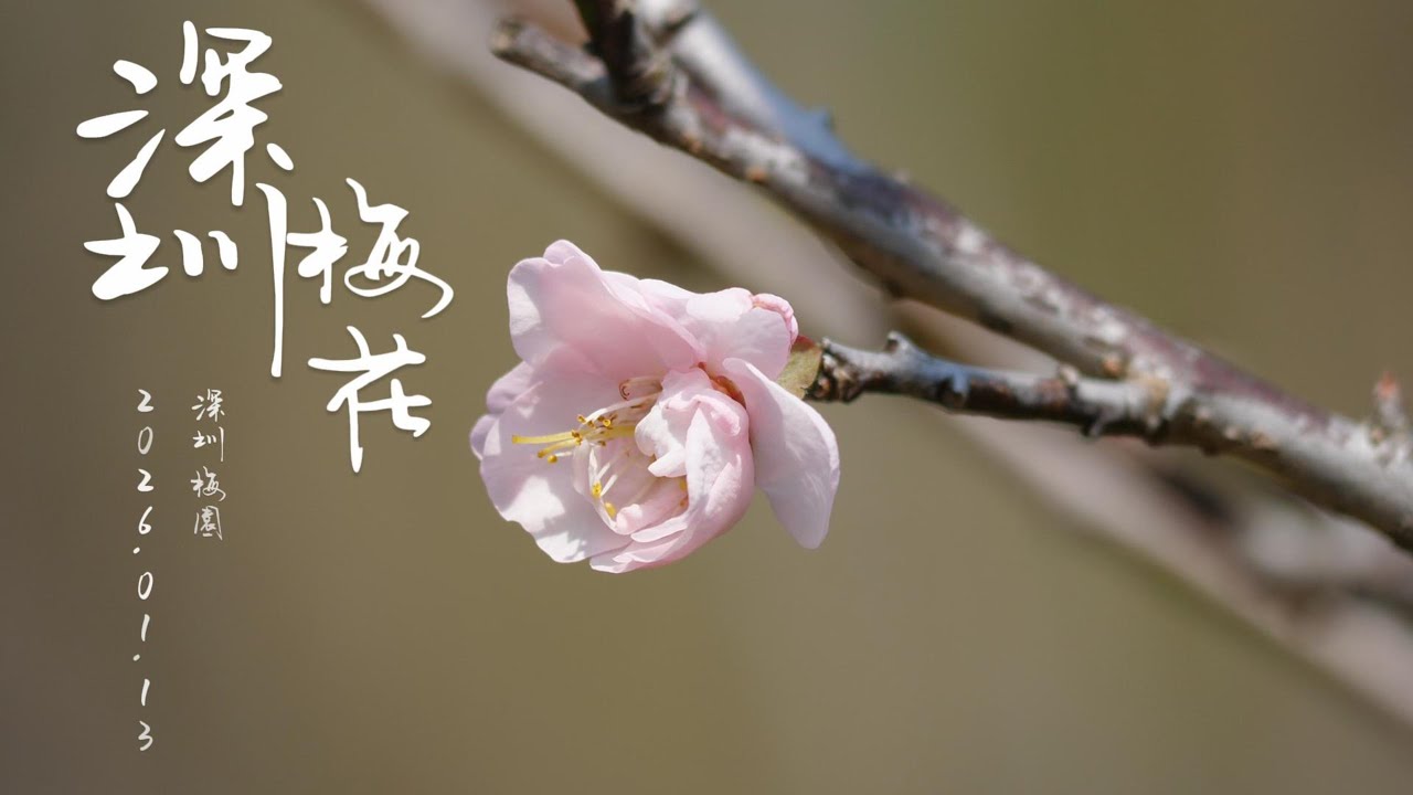 初探深圳梅園 梅花含苞待放 4K