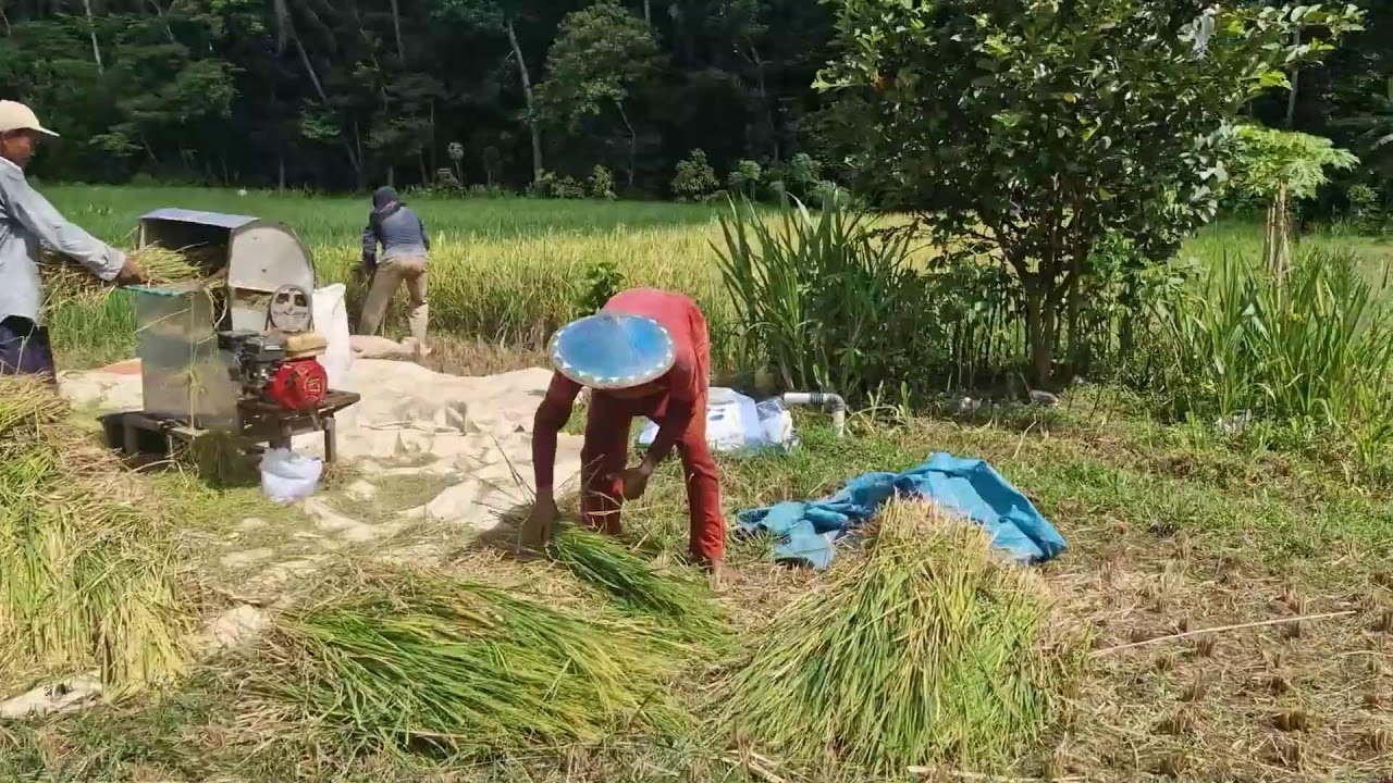 PERFECTLY BUNDLED RICE–FARMERS’ MOST EFFICIENT BAMBOO ROPE TECHNIQUE! -Agriculture Farming