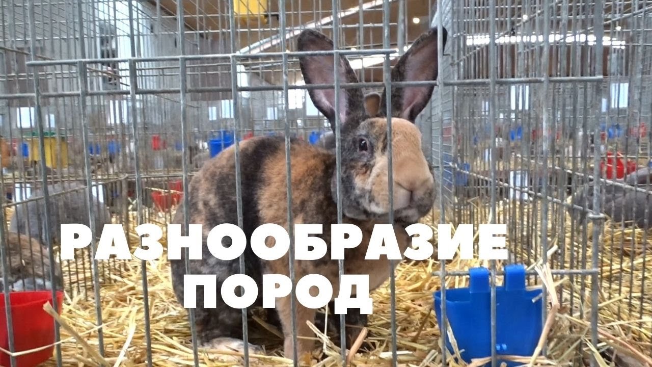 Смотрим выставку кроликов в Чехии / Ч2