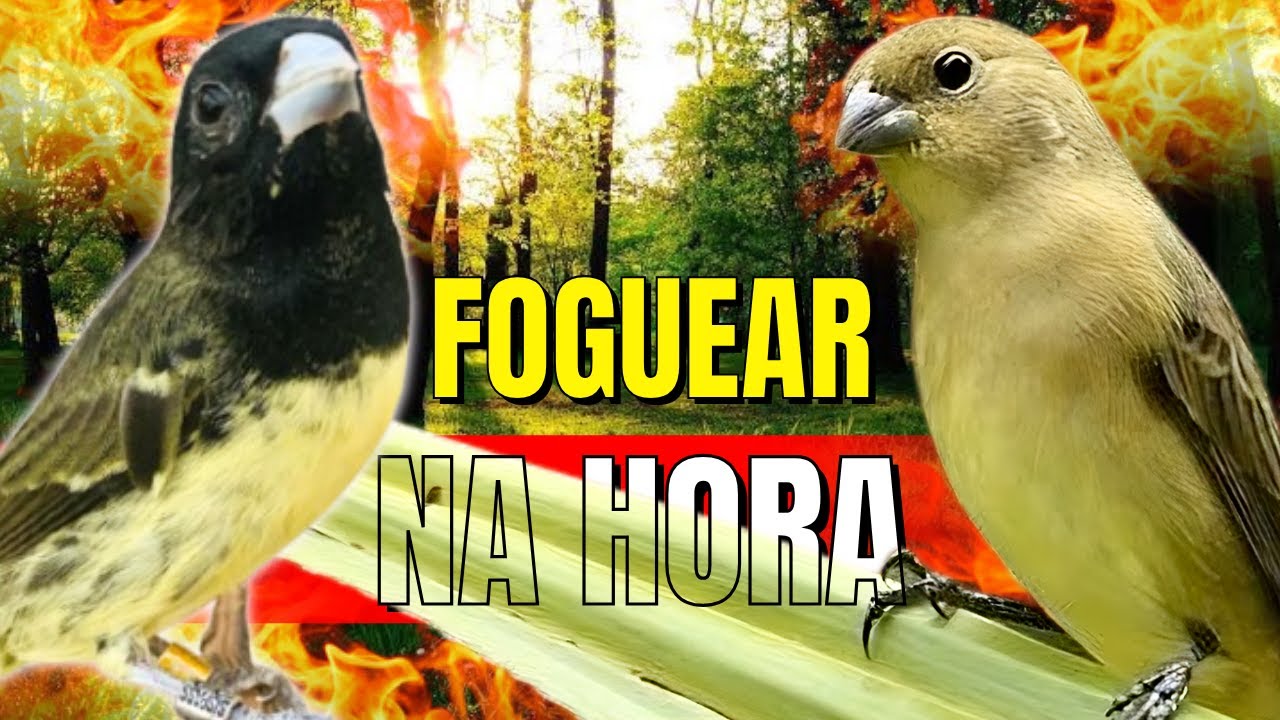PAPA CAPIM VIVITI E PIADO DE FEMEA DE PAPA CAPIM PARA ESQUENTAR PAPACAPIM
