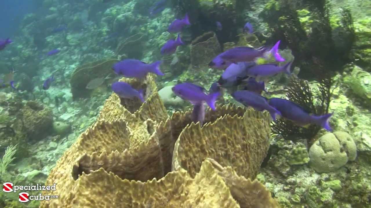 SCUBA diving Devils Table - Bequia