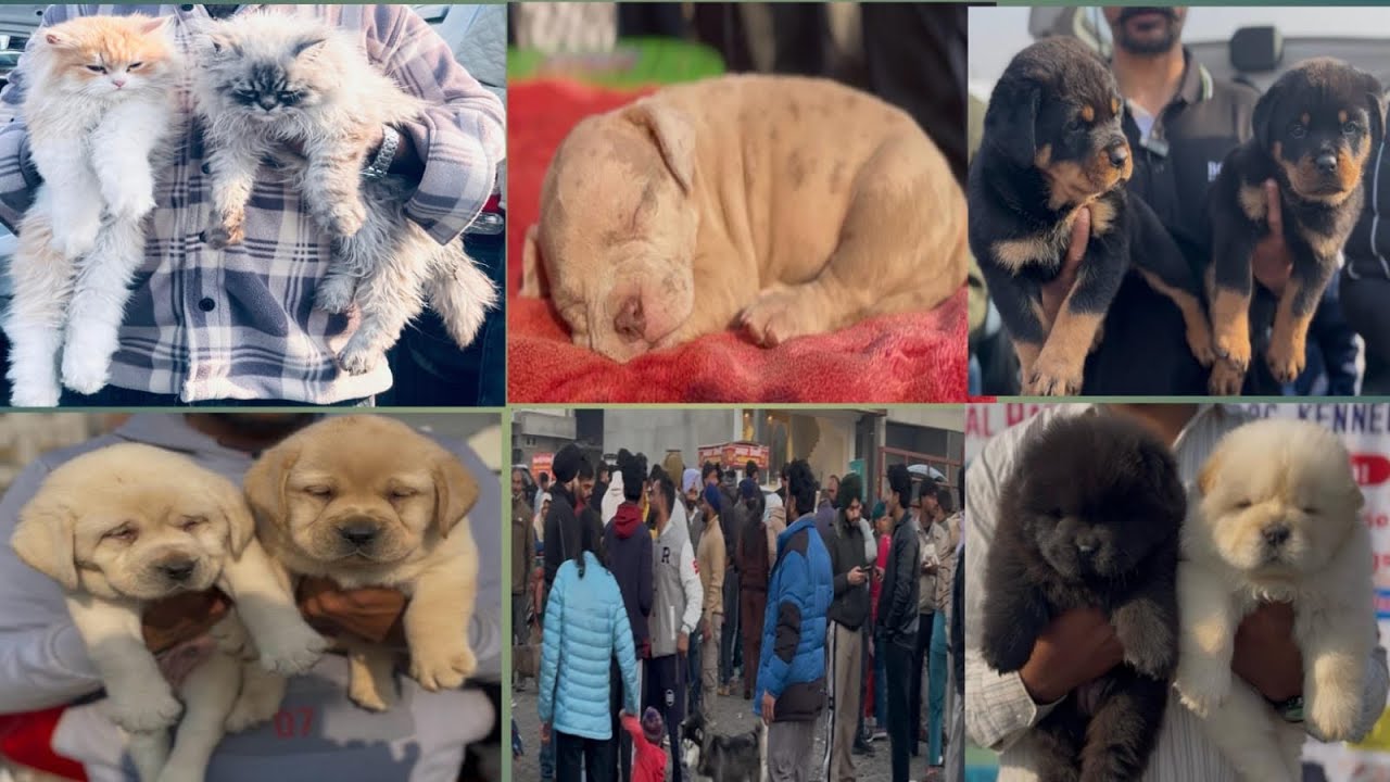 AMAZING Dog Show in Amritsar 2026 ||Amritsar's Spectacular Dog Show