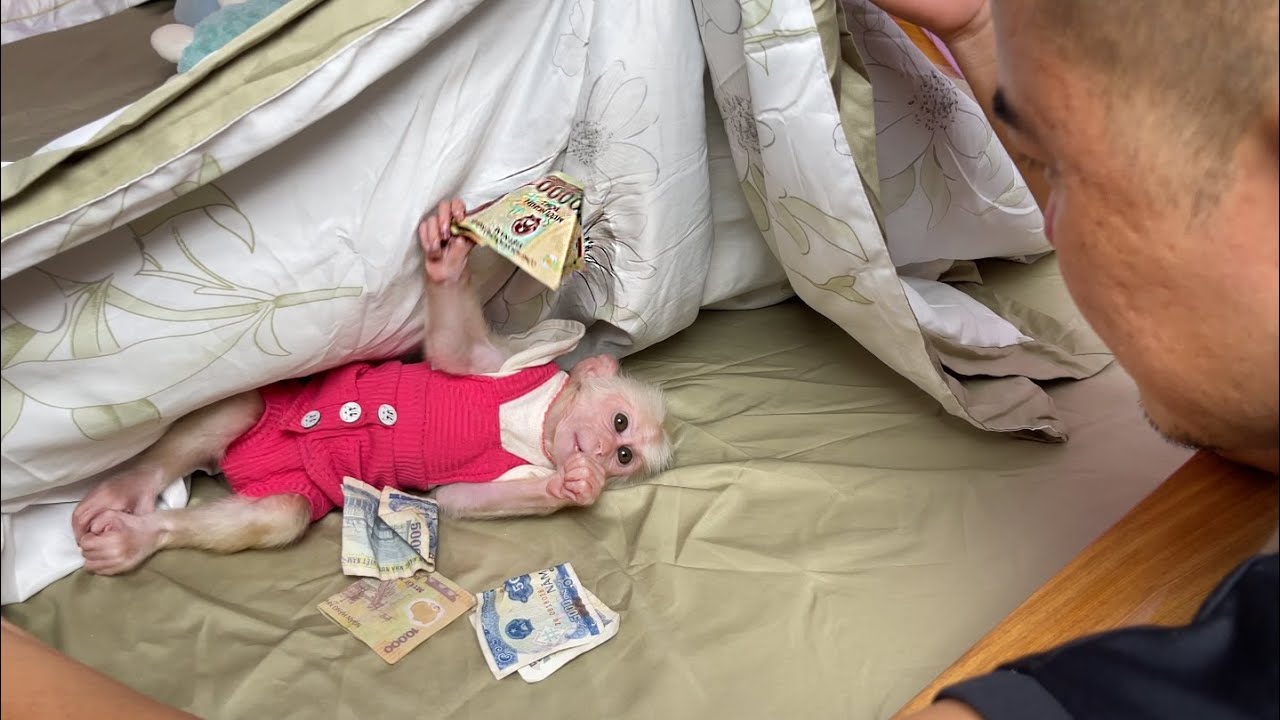 Super humorous! Monkey Luk secretly hid dad money and was discovered
