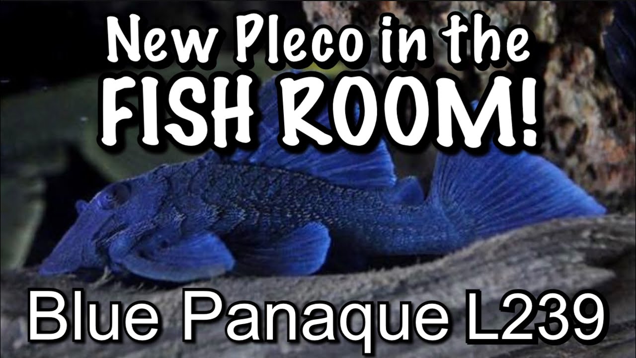 Blue Panaque - L239 Baryancistrus beggini - новая рыба Pleco в рыбном отделе!