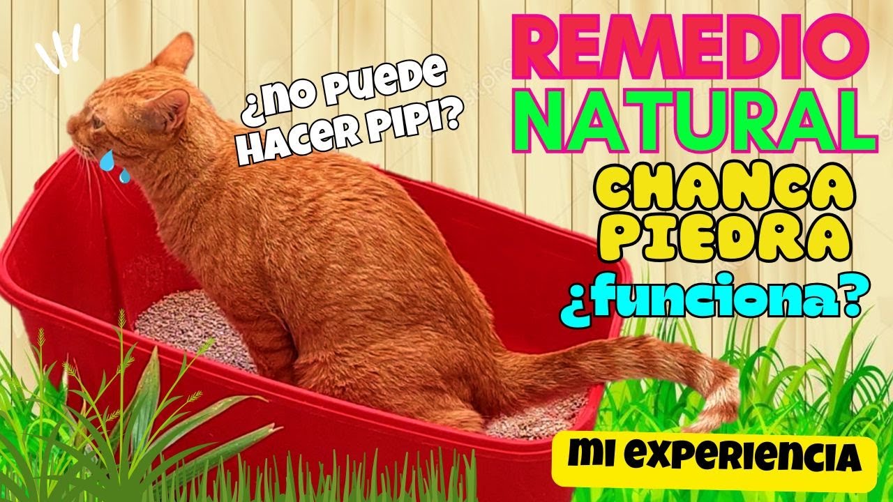 Remedio Natural para Gatos con Problemas Urinarios 💦🙀Chanca Piedra y JAMAICA