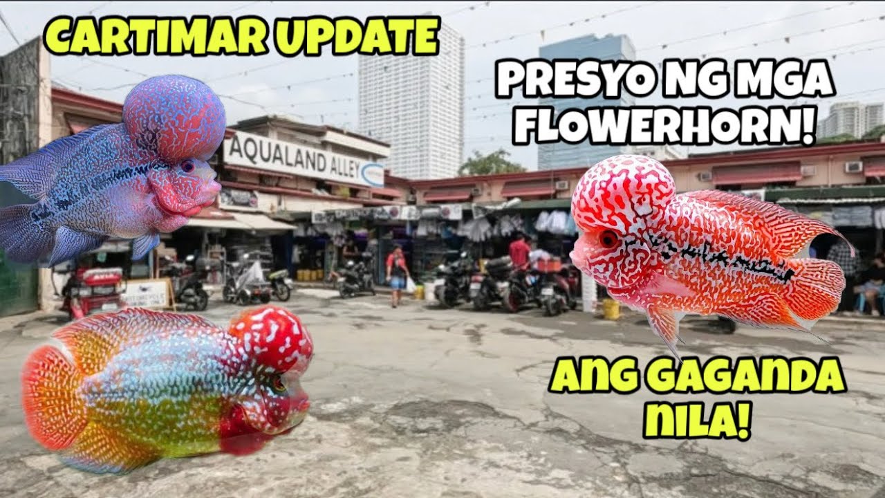 CARTIMAR LATEST FISH UPDATE: PRESYO NG MGA NAG GAGANDAHANG FLOWERHORN! 😱😱😱