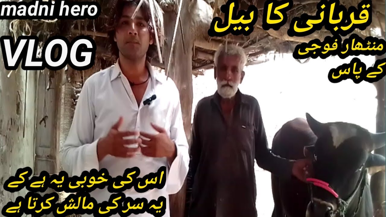 QURBANI KA BEEL ..MALISH KARNY WALA DAGA VLOG|| MADNI HERO