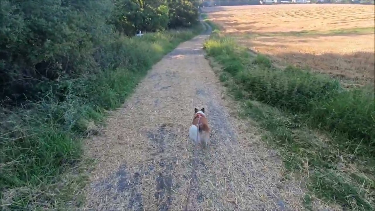 Mein Abendspaziergang mit Lotte