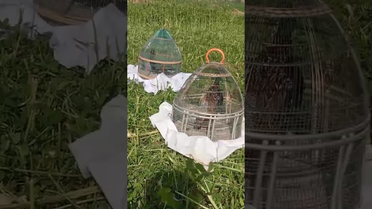 Kala teetar ke ❤️