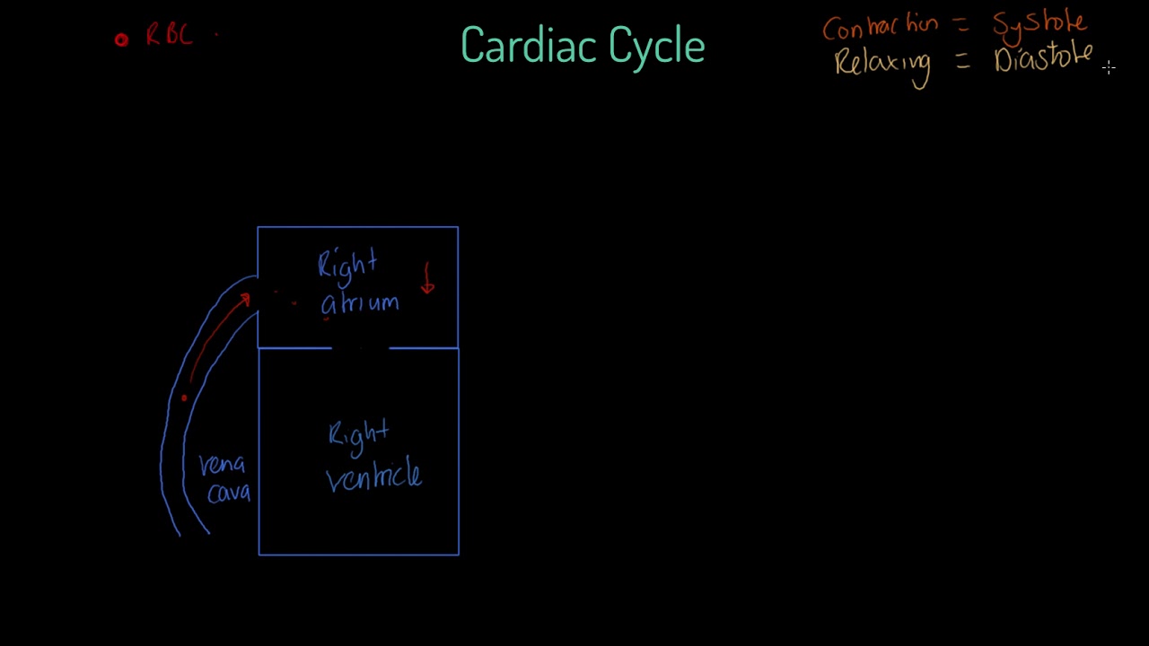 AQA GCSE PE - Cardiac Cycle
