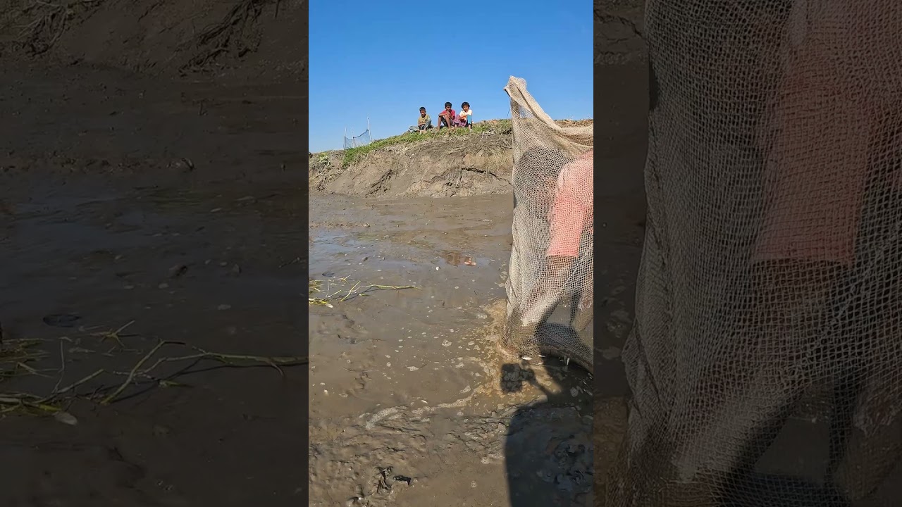 Shallow Machine Water Draining Fishing  #RuralFishing #AmazingCatch #FishHarvest