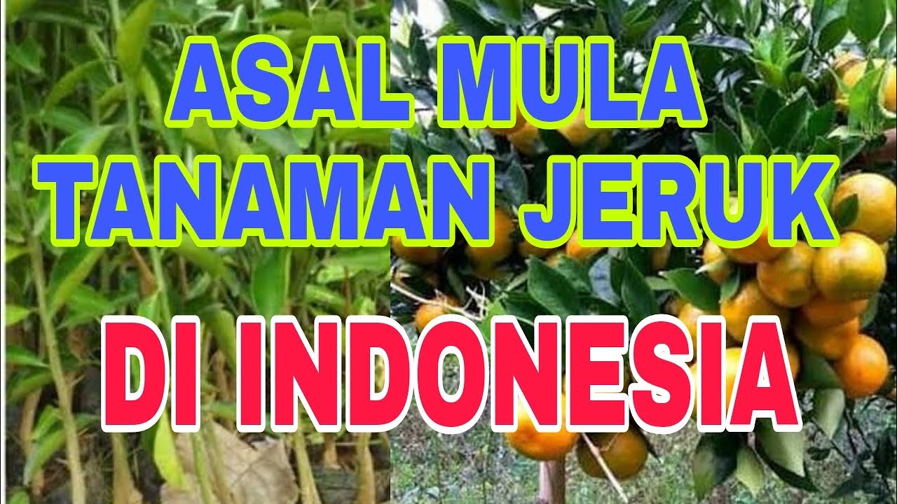 asal mula tanaman jeruk manis keprok siem  #keproksiem #jerukmanis #jeruksegar