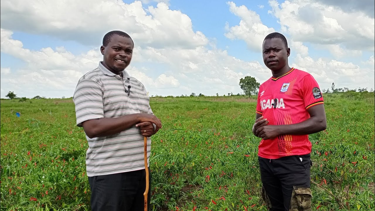 From Beginner to Pro: Your Comprehensive Guide to Successful Chili Farming in Uganda