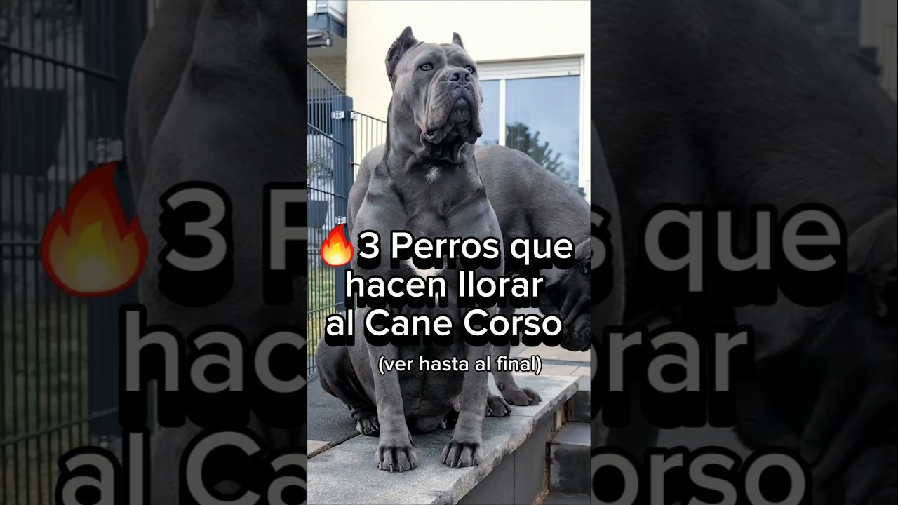 3 PERROS que HACEN LLORAR al CANE CORSO🔥#perros #razasdeperros #dog #canecorso#kangal #perrosfuertes