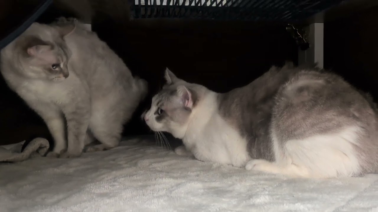 猫×こたつの世界🔸ケンカ勃発からの仲直り
