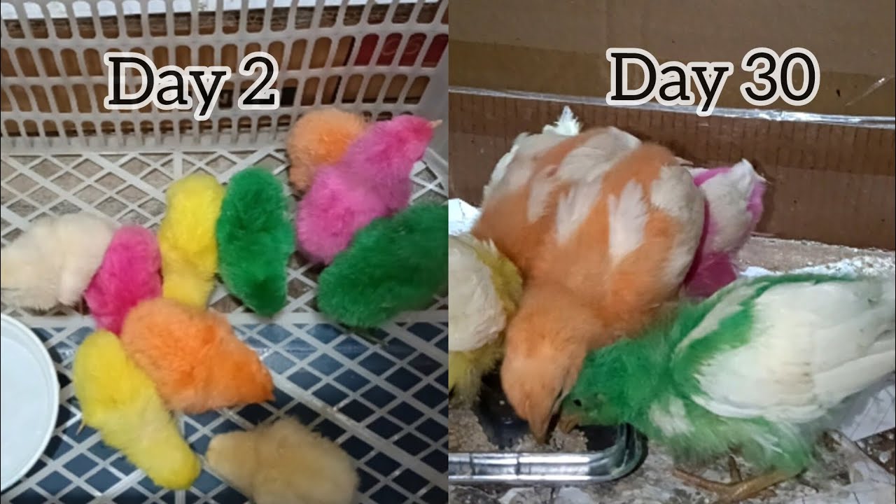 // Colour chicks 🐥 //  ( Day 2 to Day 30 )  // growth 🐥 //
