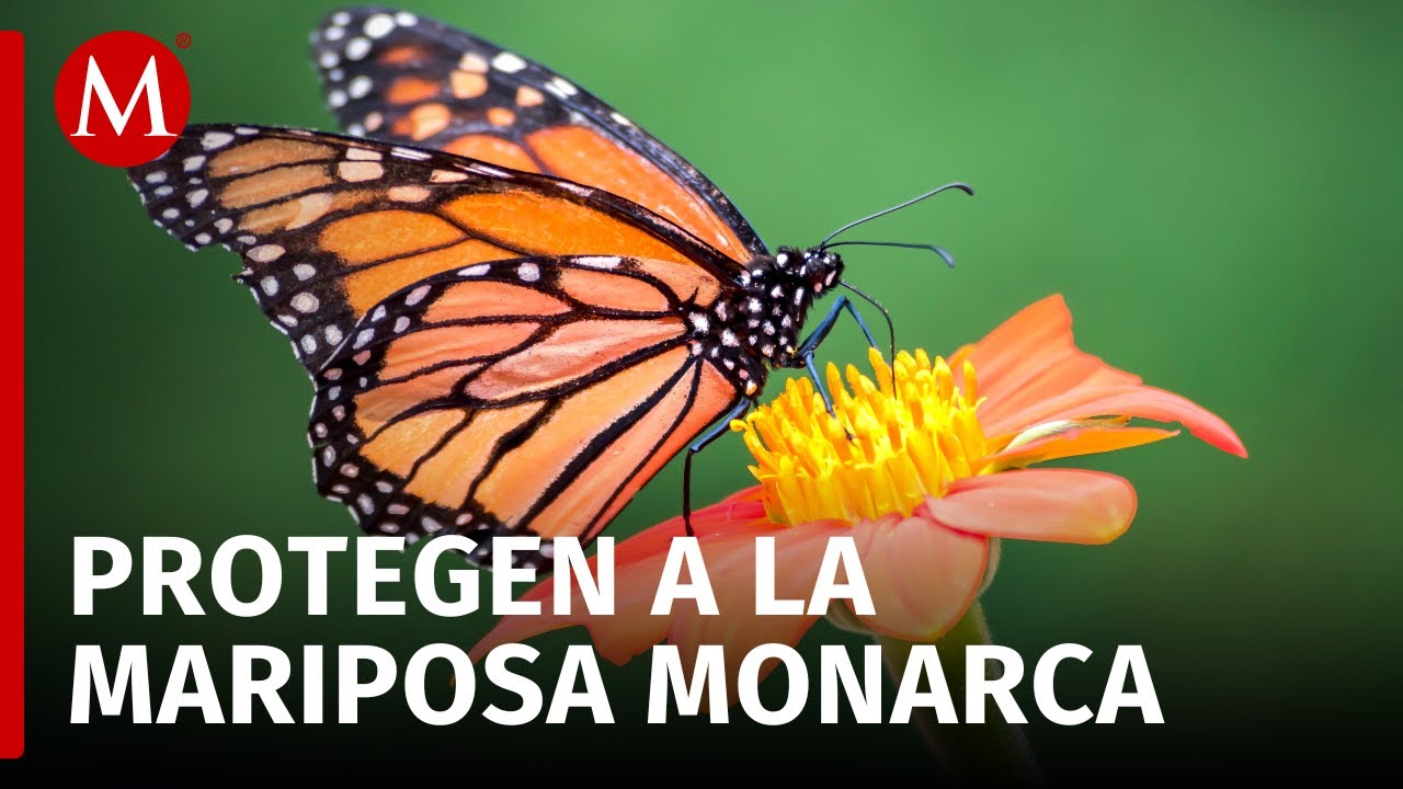 Mariposa monarca declarada especie amenazada en Estados Unidos
