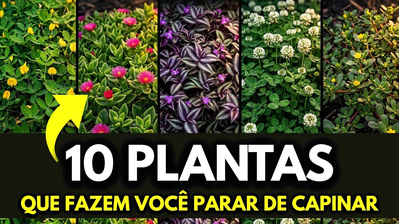 10 Plantas Que Fazem Você Parar de Capinar Para Sempre