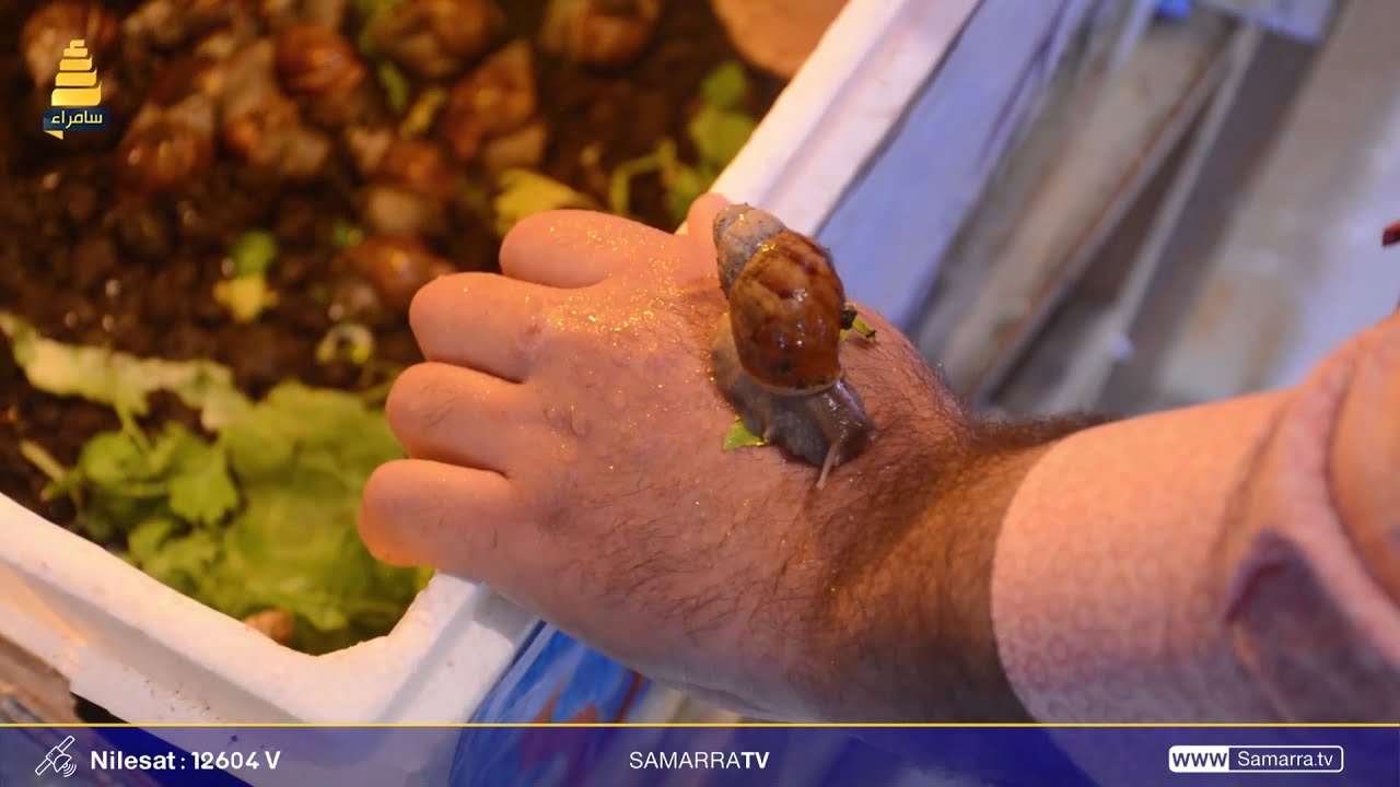 الحلزون الافريقي النادر .. فوائد طبية واقبال من قبل المواطنين