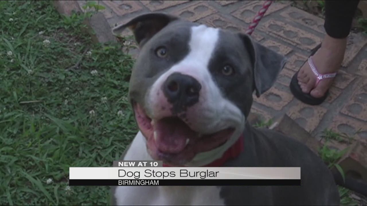 Dog saves neighbor from burglary, beating