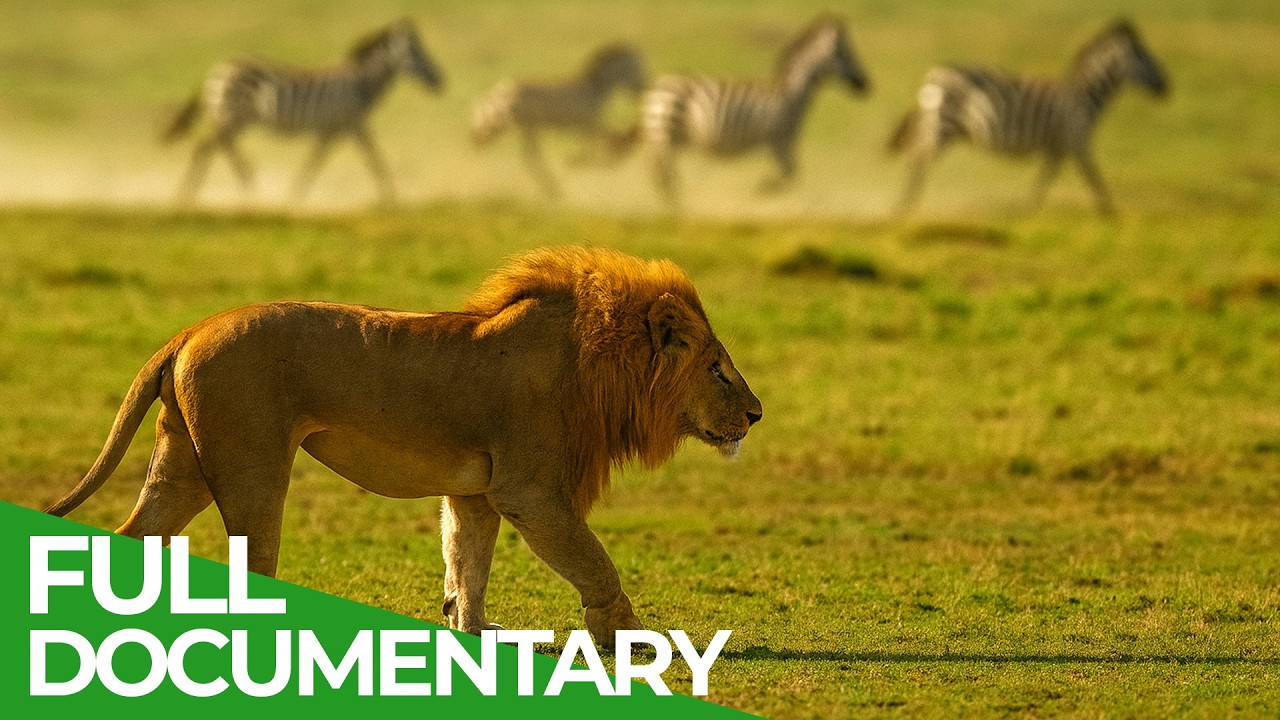 Wild Instinct - Fear on the Savannah | Free Documentary Nature