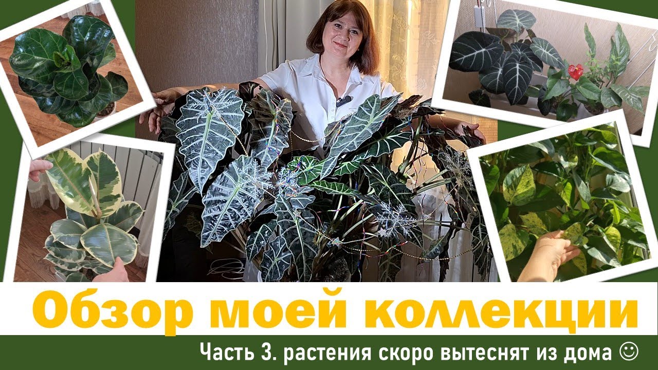 Обзор цветов и растений: Часть 3